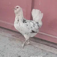 مرغ گلین|حیوانات مزرعه|سرپل ذهاب, |دیوار