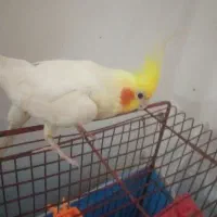 پرنده اهلی یک‌میلیون و صد