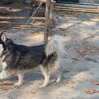 هاسکی|سگ|فاضل آباد, |دیوار