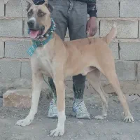 واگذاری و سرپرستی حیوانات