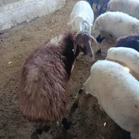 بره لاکن بره سال رومانوف وبره هترو