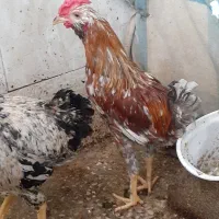 جوجه
