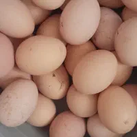 تخم مرغ محلی فریمان