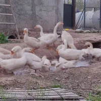 فروش قو غاز سفید اصل