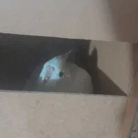 عروس هلندی جفتکار  روی تخم