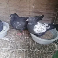 دوجفت مفلق