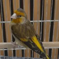 سهره قناری