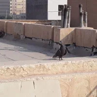 کبوترقهوای|پرنده|بهبهان, |دیوار