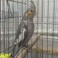 عروس هلندی