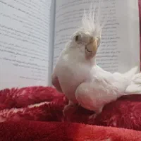 عروس هلندی آلبینو نر