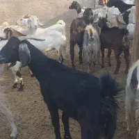 فروش بز داشتی