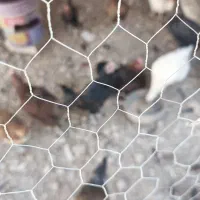 مرغ و خروس|حیوانات مزرعه|ری, علایین|دیوار