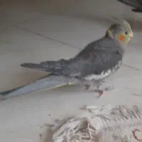 عروس هلندی گم شده