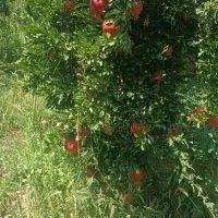 فروش و اجاره انار کوهمره|عمده‌فروشی|شیراز, محمدیه|دیوار