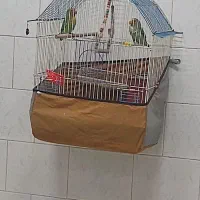 طوطی برزیلی یک جفت