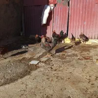 مرغ‌خروس ‌۴۰۰