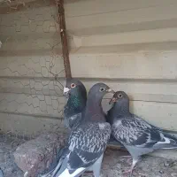 پولکی مگسی درست|پرنده|بیرجند, |دیوار