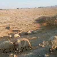 29 راس میش ترکی درجه یک بره دار