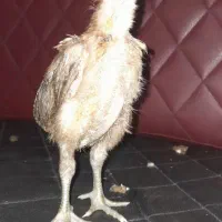 جوجه لاری اصیل ۳۵ روزه|حیوانات مزرعه|کلاچای, |دیوار