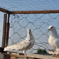 کبوتر فروشی|پرنده|آق قلا, |دیوار
