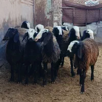 بره ماده نژاد شال