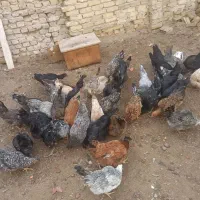 مرغ رسمی تخمگذار|پرنده|یزد, |دیوار