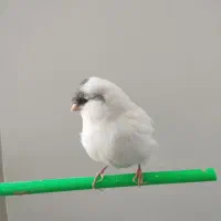 قناری نر زیبا|پرنده|گنبد کاووس, |دیوار