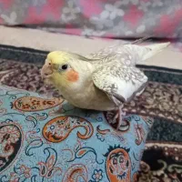 عروس هلندی