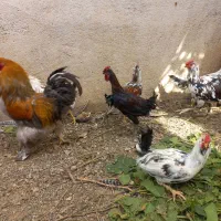 تعدادی خروس برهما بوقلمون نر سنگین وخروس گلین|حیوانات مزرعه|عجب شیر, |دیوار