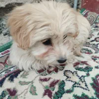 سگ با هوش|سگ|کهریزک, |دیوار