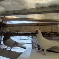 کفتر زردی ماهرو ابلغ تیکه پاره|پرنده|تهران, فرمانیه|دیوار