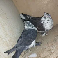 کفتر پرشی پرش سنگین به تظمین|پرنده|آبدانان, |دیوار