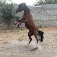 اسب عرب دوسر