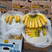 موز اکوادور و فلیپین