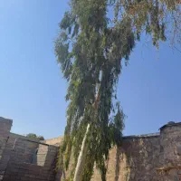 فروش درخت بید