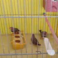 دو فنج نر و یکی ماده