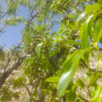 فروش باغ در گوجان