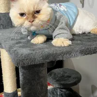 فروش گربه پرشین