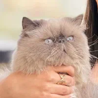 پرشین هیمالین