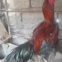 فروش خروس لاری رودان