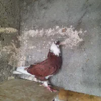 کبوتر پرشی|حراج|بندرعباس, |دیوار