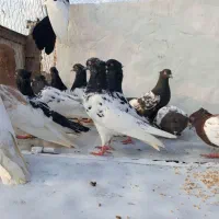 کله.   سینه.   به شرط تخم و جوجه|پرنده|اشتهارد, |دیوار