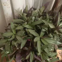 گل طبیعی بسیار بسیار زیبا وشاداب