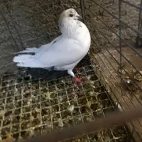 معاوضه کله برنجی پرشی