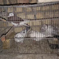 کبوتر پرشی|پرنده|اصفهان, منتظرالمهدی|دیوار