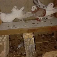 کبوتر خوش خال|پرنده|نورآباد, |دیوار