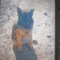 سگ ژرمن پیدا شده