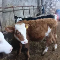 گوساله نر|حیوانات مزرعه|اردبیل, |دیوار