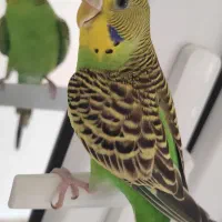 جفت مرغ عشق بامزه و کاملاً دستی + قفس و لوازم کامل|پرنده|مهاباد (آذربایجان غربی), |دیوار