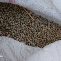 کسن  یا گاودانه